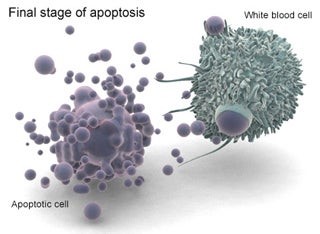 Apoptosis